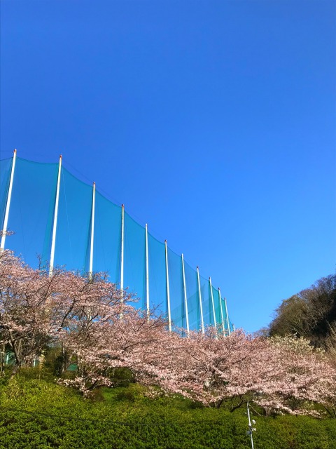 2021年3月27日葉山の桜です。