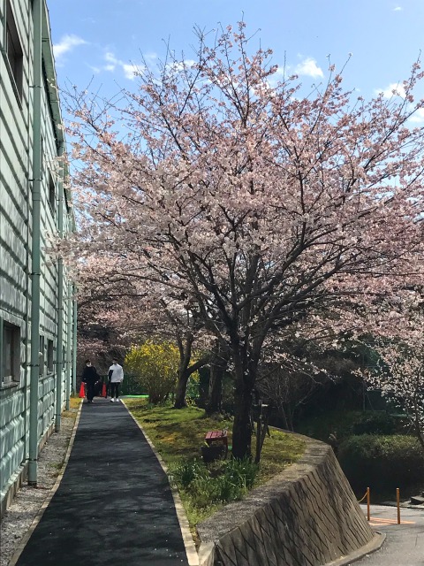 今年の桜も綺麗です🌸