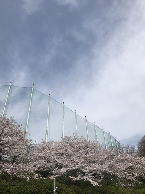 今年の桜も綺麗です🌸