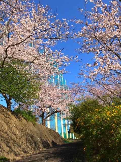2021年3月27日葉山の桜です。