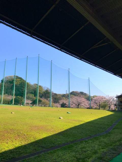 2021年3月27日葉山の桜です。