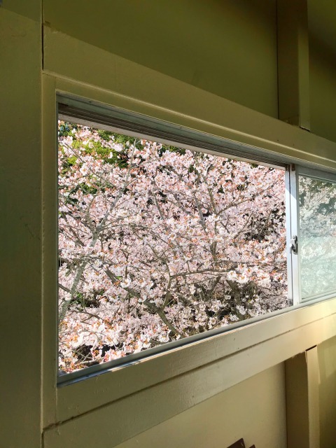 2021年3月27日葉山の桜です。
