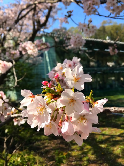 2021年3月27日葉山の桜です。