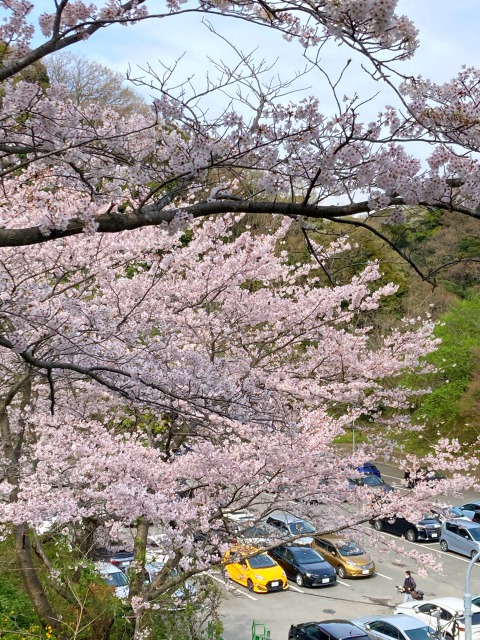 今年の桜も綺麗です🌸