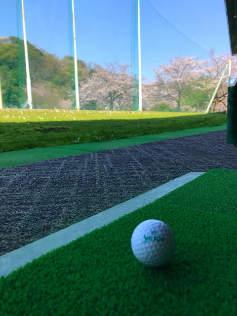 2021年3月27日葉山の桜です。