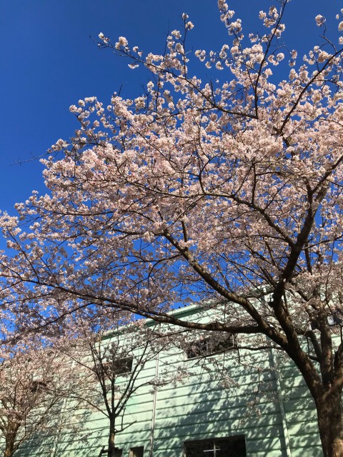 2021年3月27日葉山の桜です。