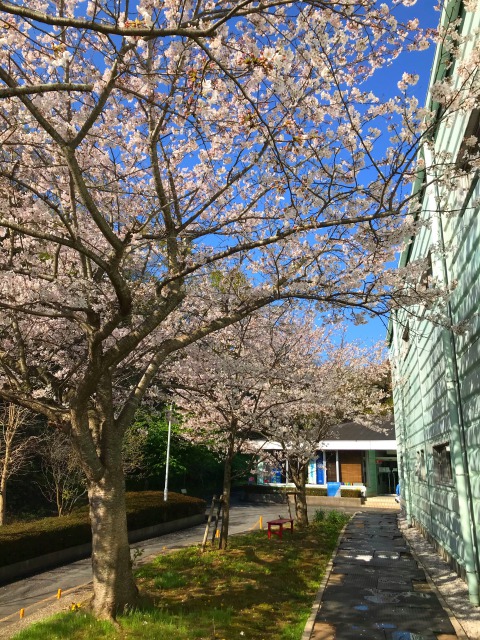 2021年3月27日葉山の桜です。